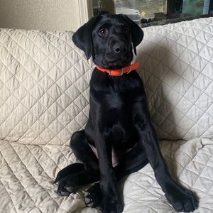 Meet your Posher, Brit